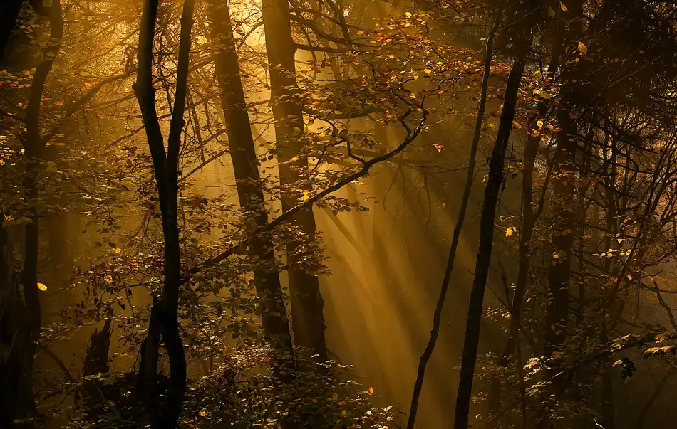 Maier, Norbert: Rayons du matin
