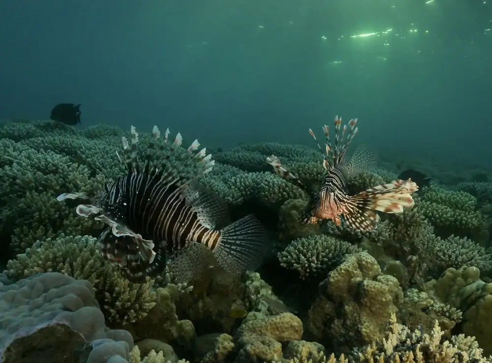 Melesan, Serge: Pesce leone