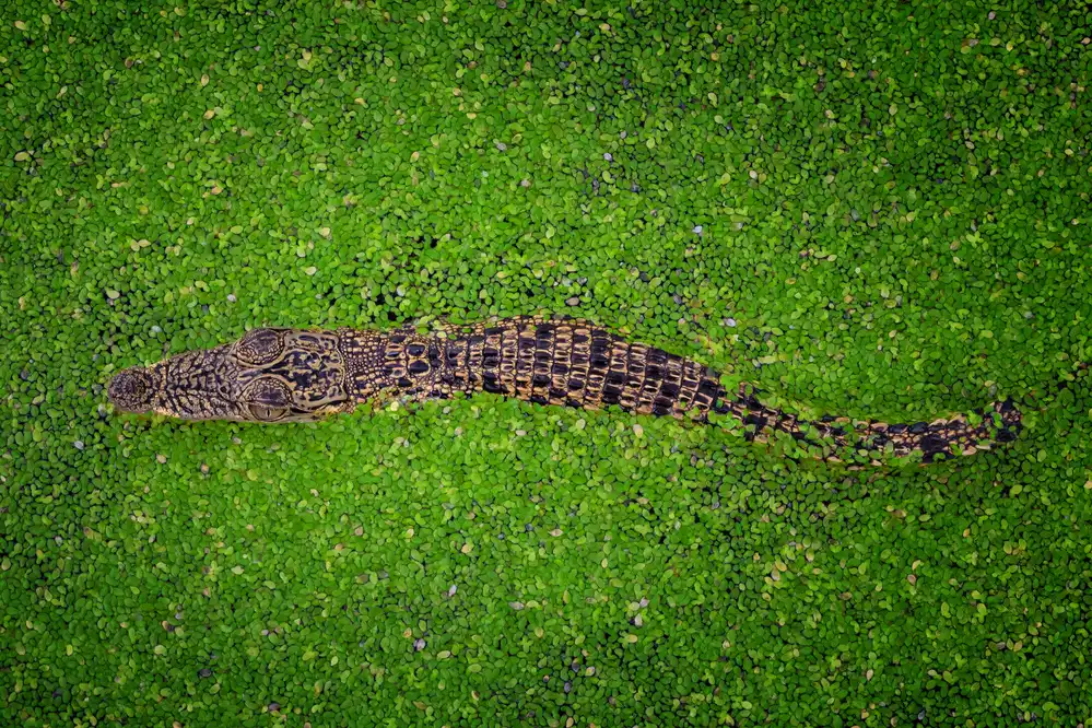 Song, Gunarto: Kroko