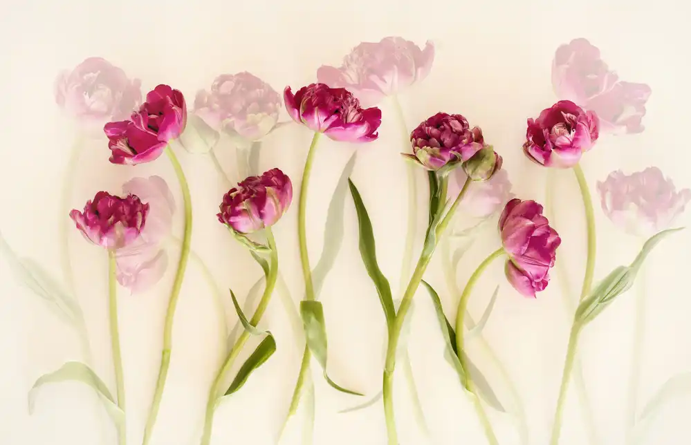 Deelen, van Ellen: Tulpen