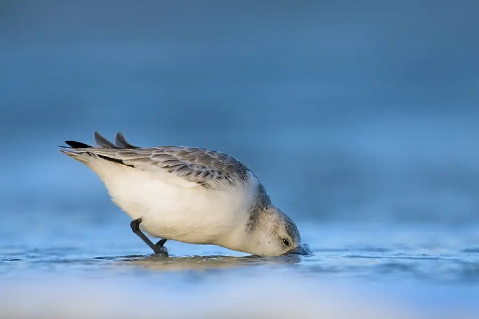 Pedersen, Sass Thomas: Sanderling