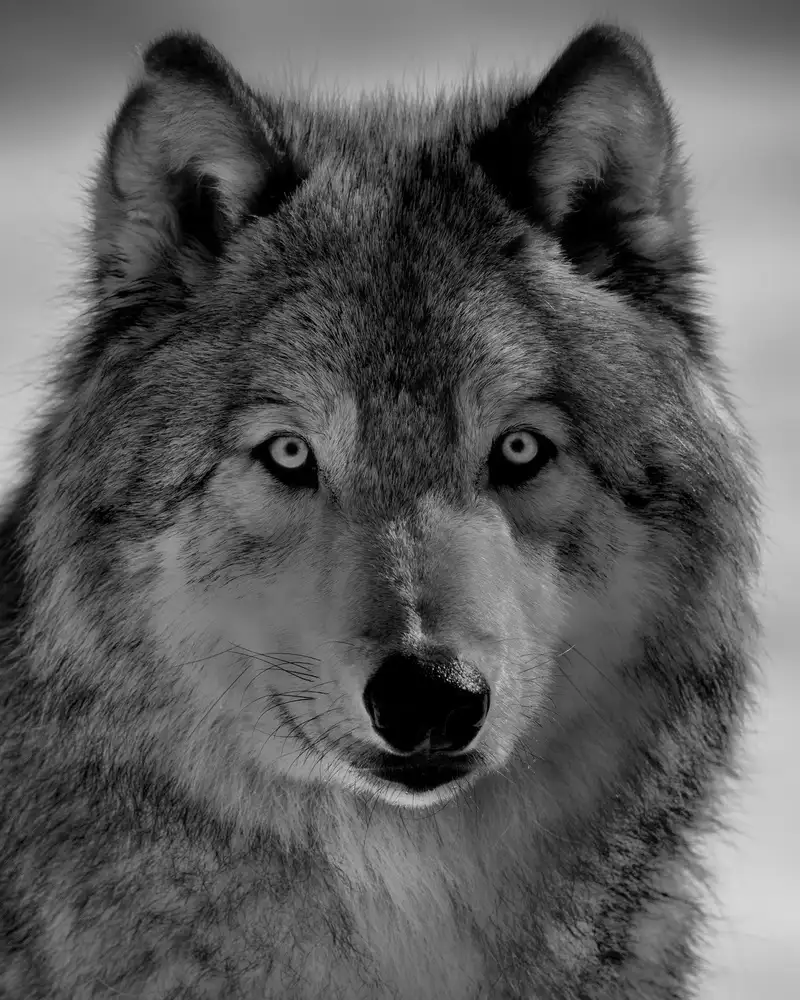 Chang, Phillip: Le loup