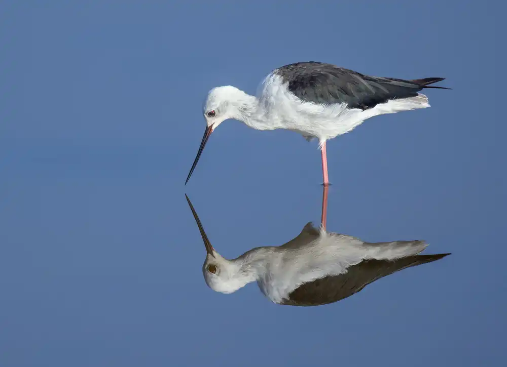 Moshe, Mallal: reflection