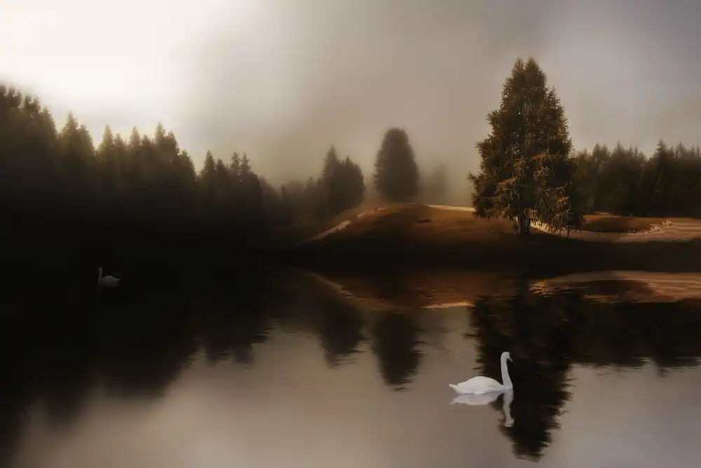 Michael: Il lago dei cigni