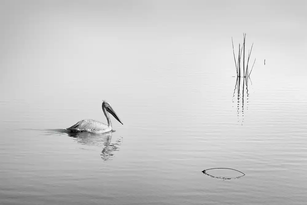 Digalakis, George: Lake Karla VIII