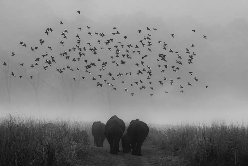 Swapnil: sbohem