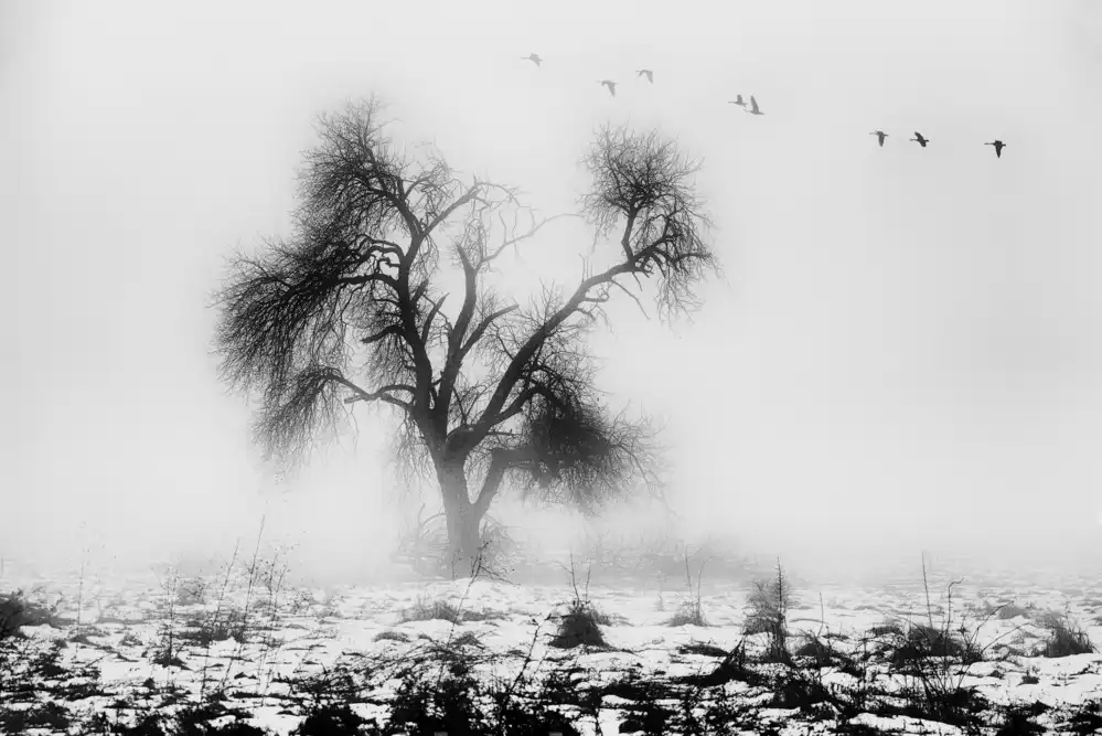 Bogdan, Marchevca: l'albero perduto