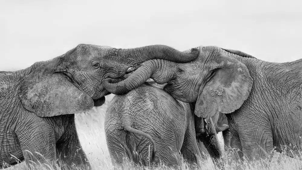 Zuo, Jun: Elephant Playing