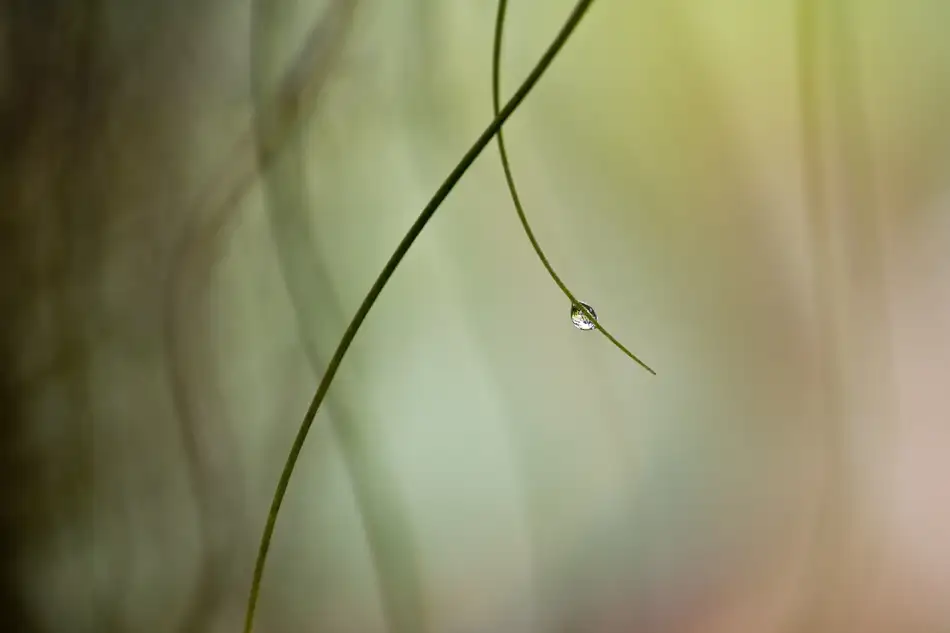 Brackstone, Mel: Droplet