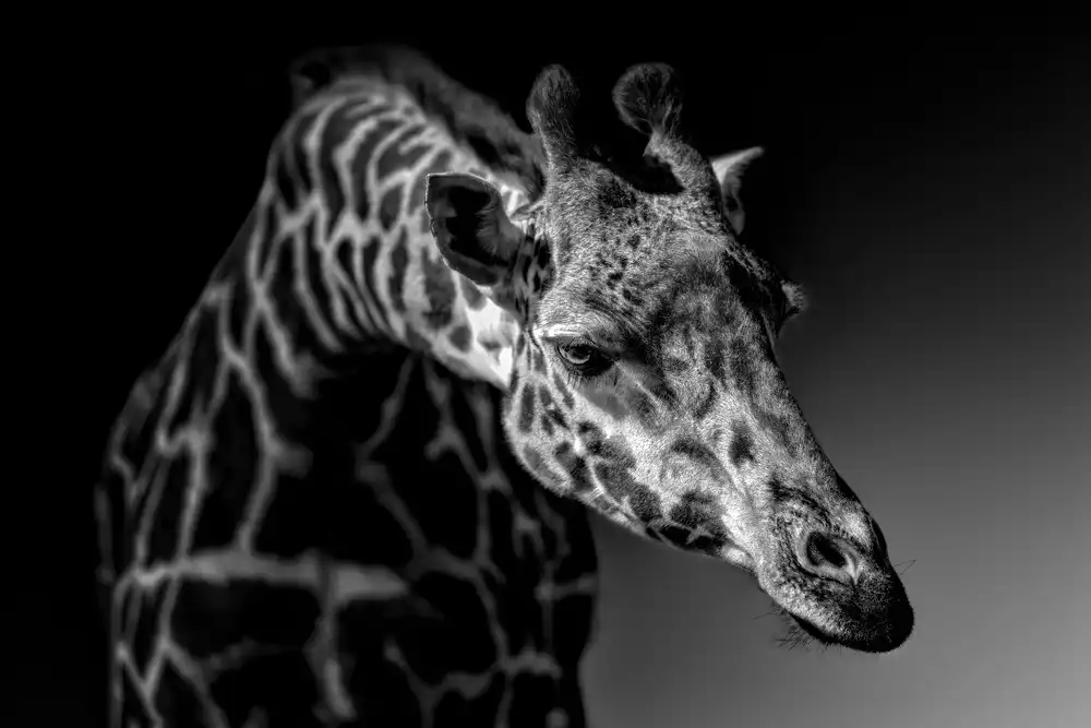 Zhao, Alex: Giraffa