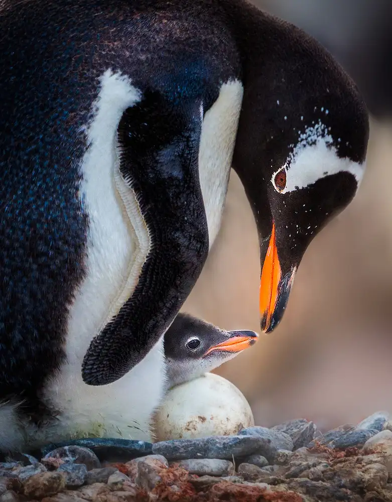 Tao, Liwen: Amore
