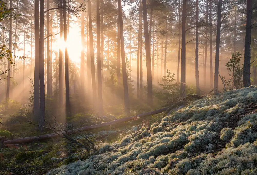 Lindsten, Christian: Nebel im Wald mit weißem Moos im Vordergrund