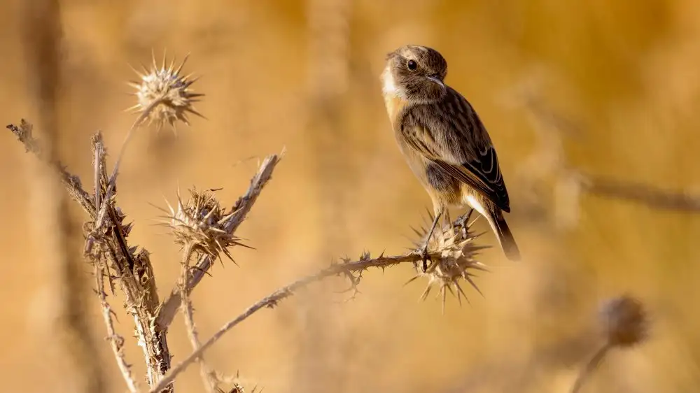 Manusevich, David: Stonechat