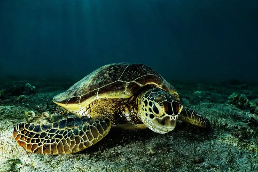 Melesan, Serge: Tortue verte