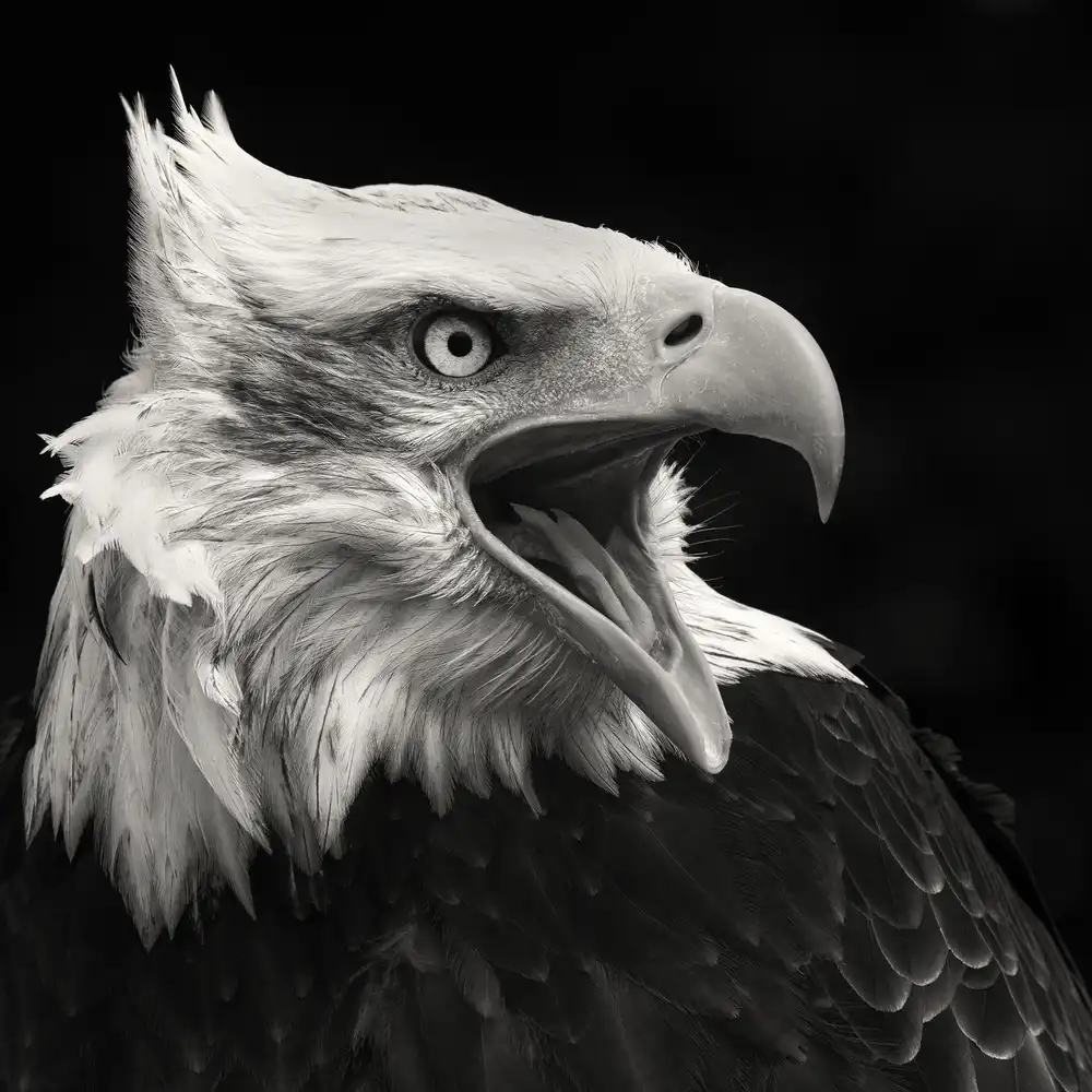 Willems, Vincent: L'aquila americana