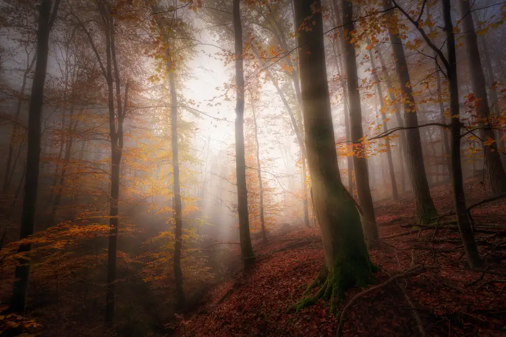 Aurednik, Patrick: Matin d'automne