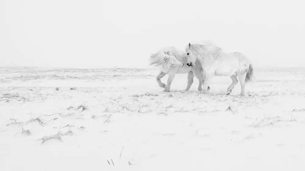 Rosenfeld, Haim: Danse du cheval