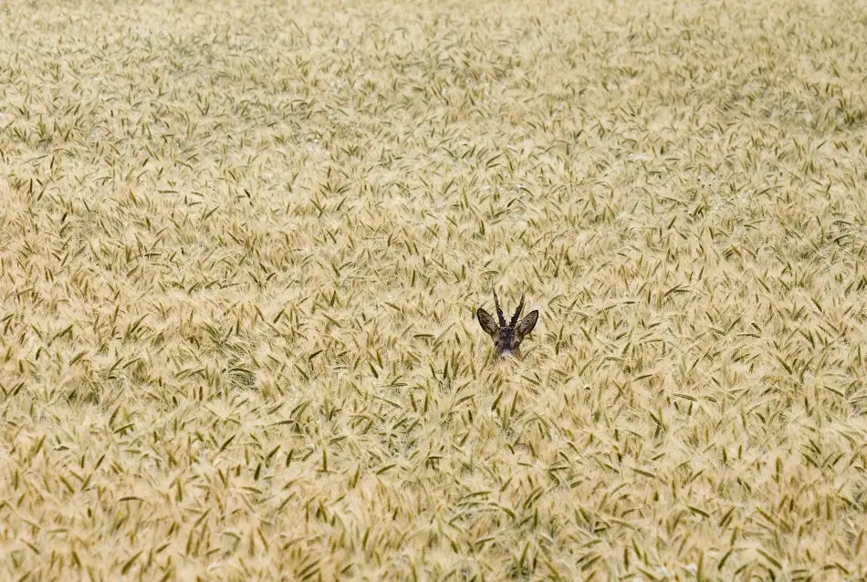 Wallberg, Allan: Rehe auf einem Feld