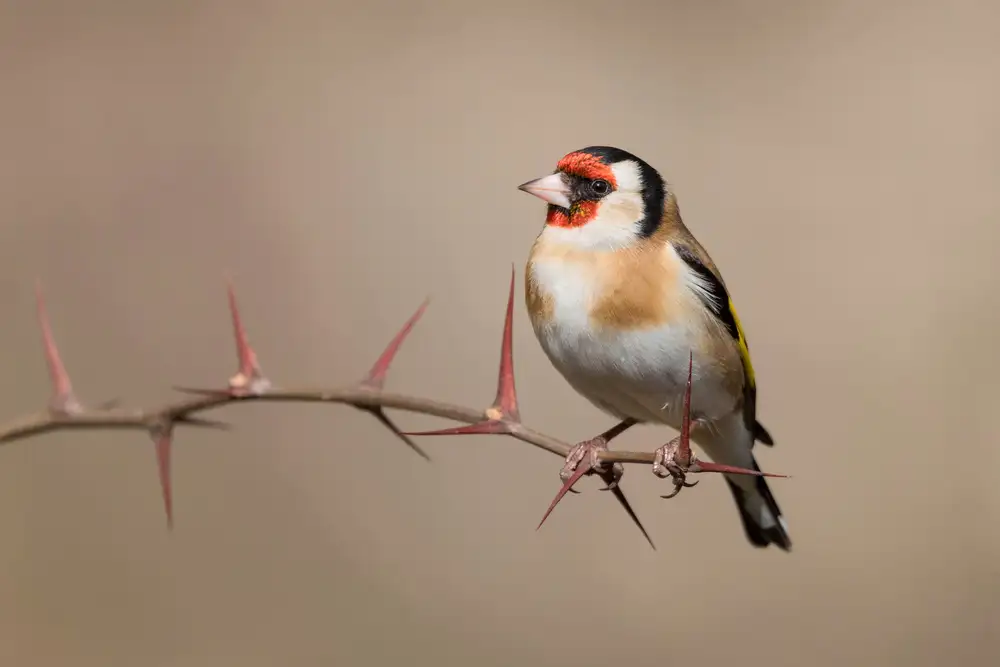 Bolla, Paolo: Cardellino