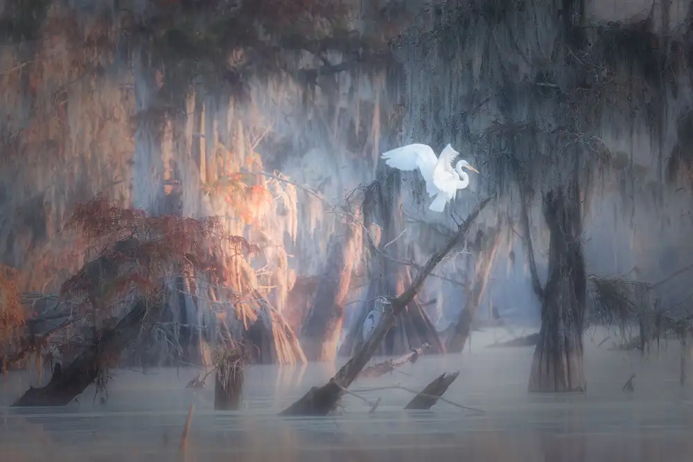 Marchegiani, Roberto: Louisiana Swamp