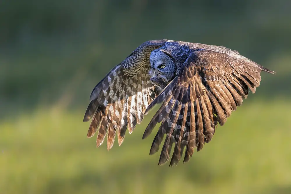 Zuo, Jun: Great Grey Owl