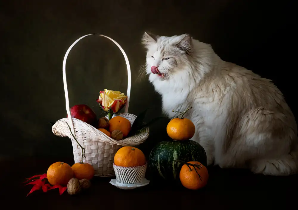 Fischer, Jie: Gatto e frutta