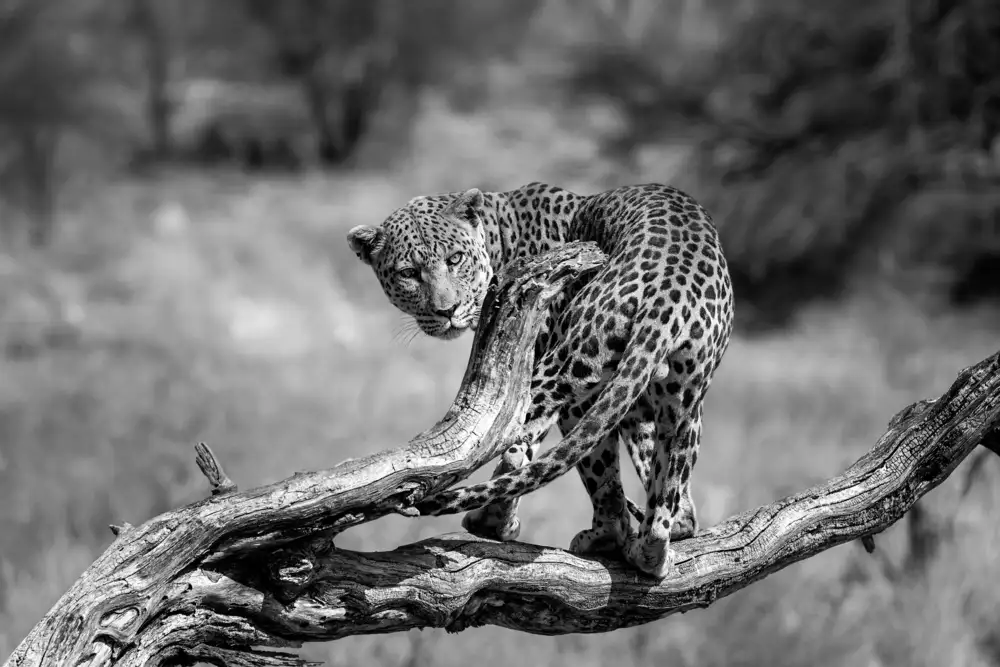 Lackner, Walter: grande gatto