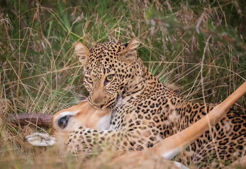DB, YY: Caccia al leopardo