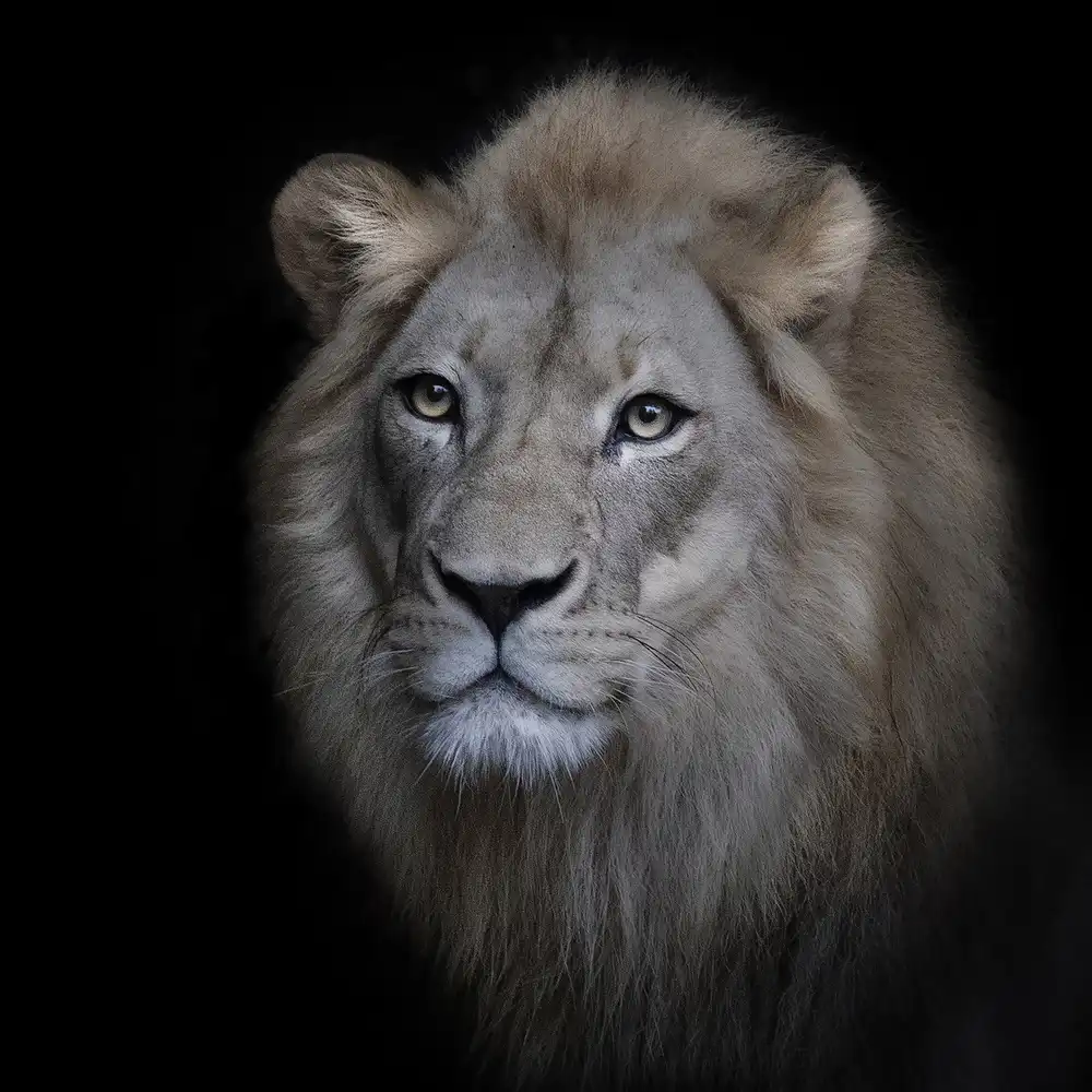 Doyle, Renee: Le roi