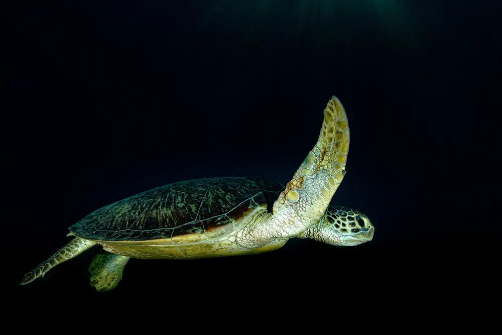Melesan, Serge: Tortue verte