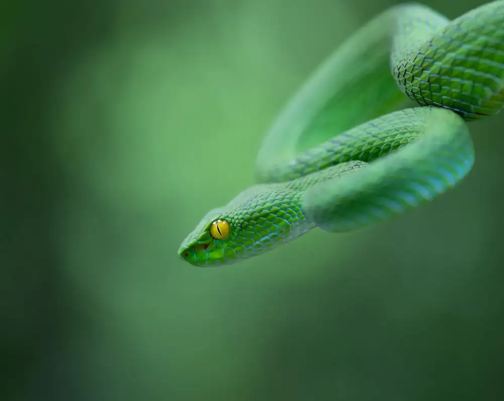 Hakonsen, Thor: Macrops del Trimeresurus