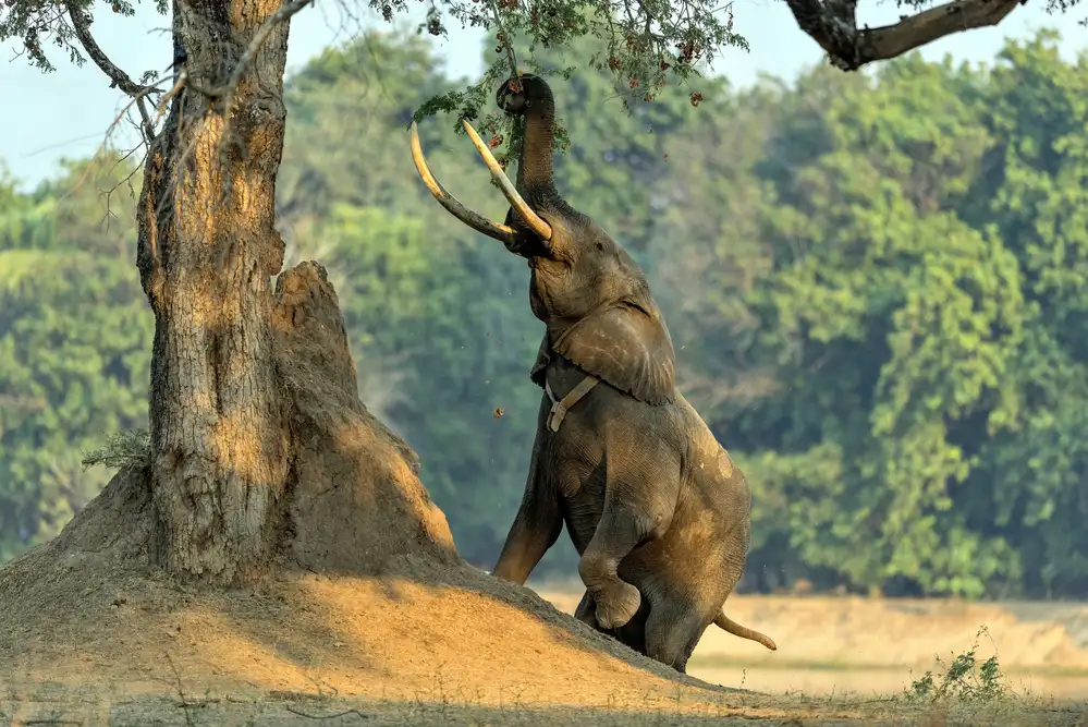 DAmico, Giuseppe: Boswel,l'elefante su due zampe