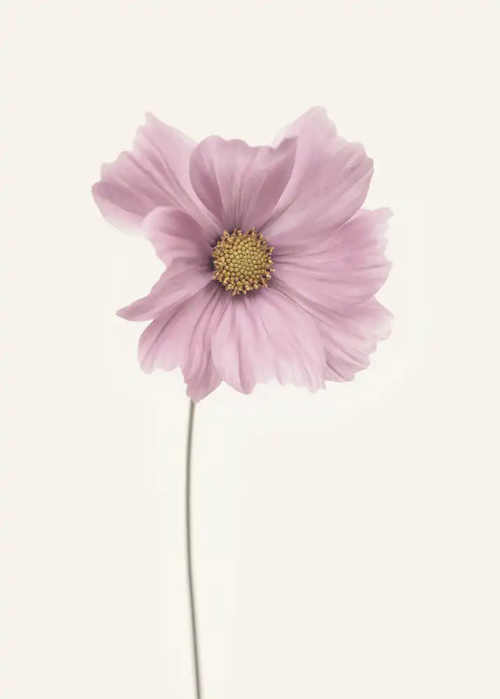 Lotte Grønkjær: Cosmos flower | Flowers | Photographs | Fine art