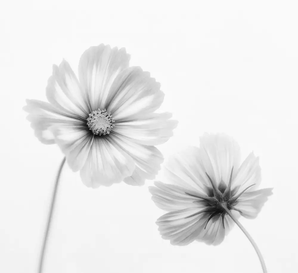 Lotte Grønkjær: Cosmos duo | Flowers | Photographs | Fine art