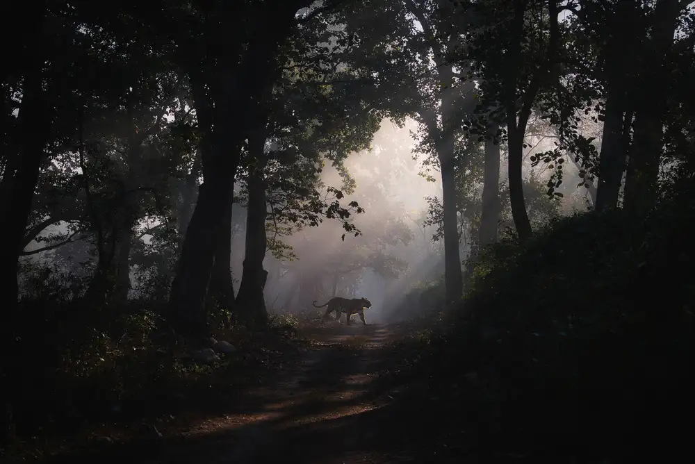 Swapnil: temné nálady