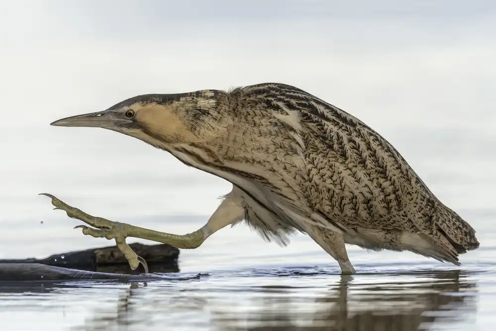 Helsen, Eddy: Rohrdommel