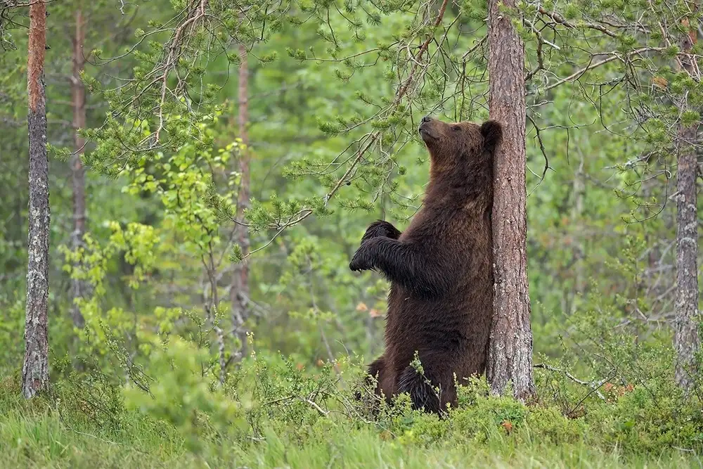 Pozzi, Marco: Rilassatevi nella foresta