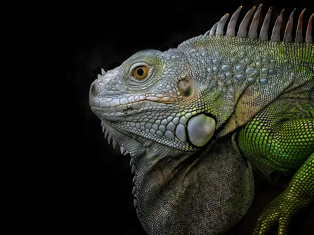 Maududdin, Fauzan: Iguana verde esotica