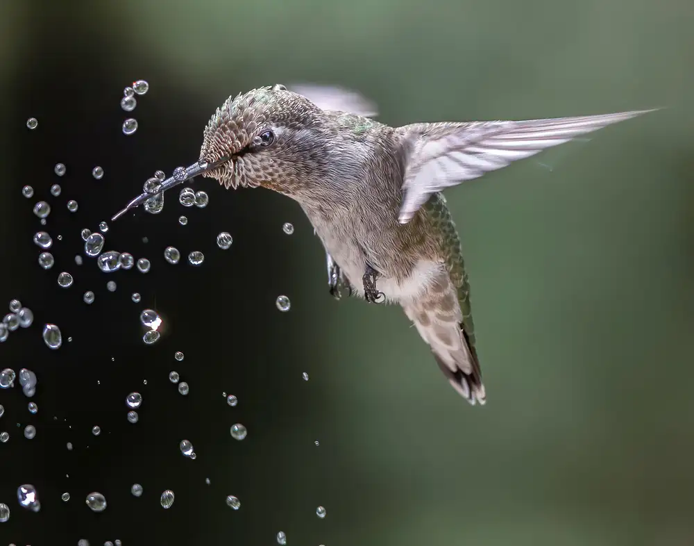 Tseng, Judy: Fröhlicher Kolibri