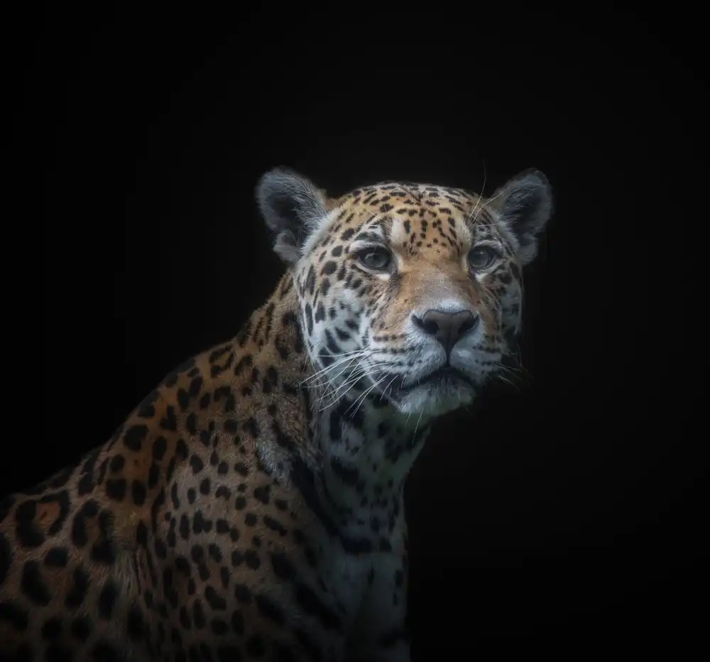 KaMerA: jaguár