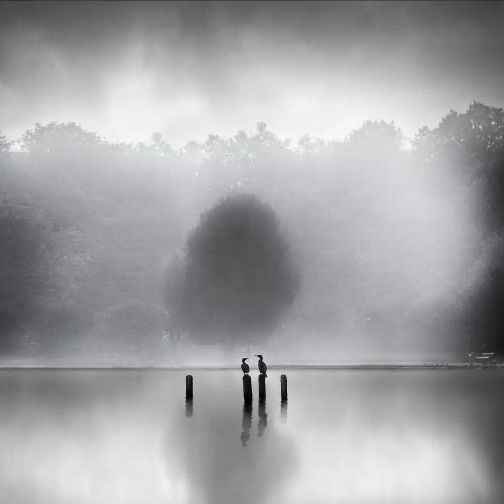 Digalakis, George: Cormorants in the mist