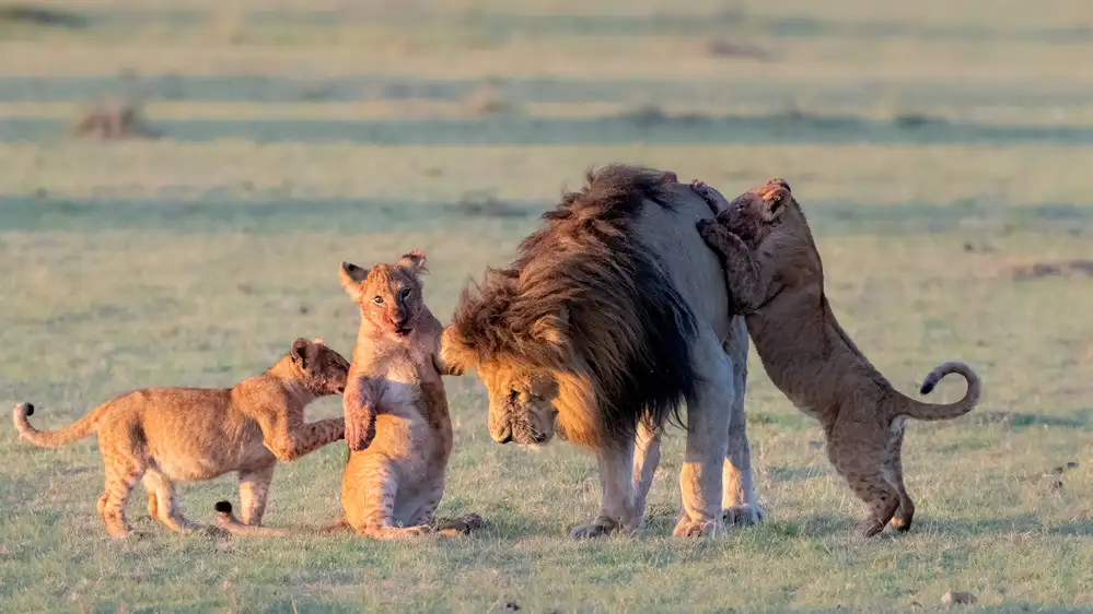 Fischer, Jie: Famiglia dei leoni