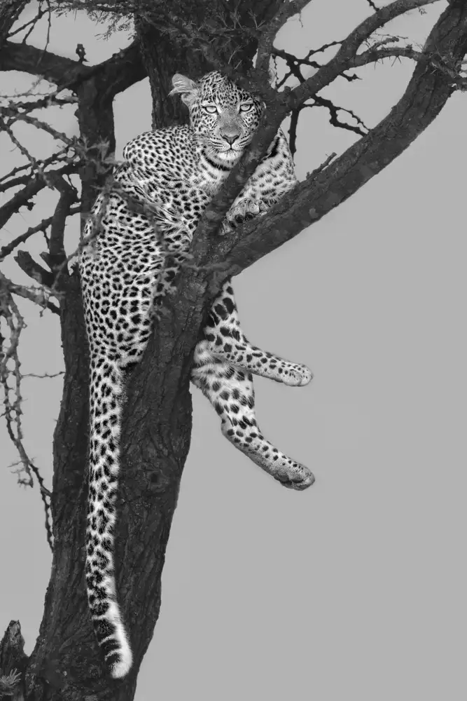 Zuo, Jun: Rest On The Tree