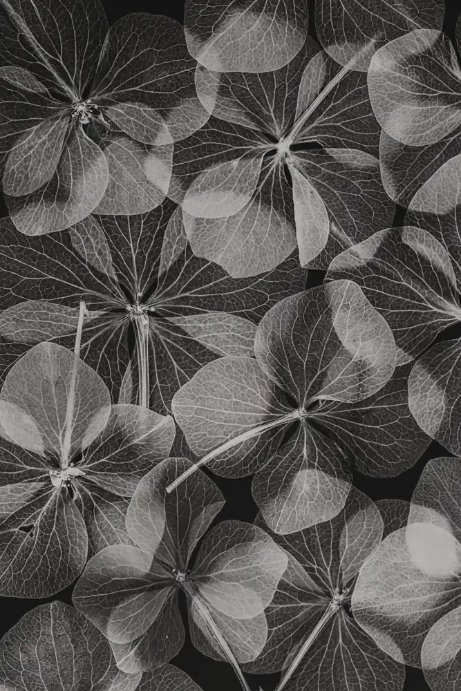 Lenka: Botanico #48