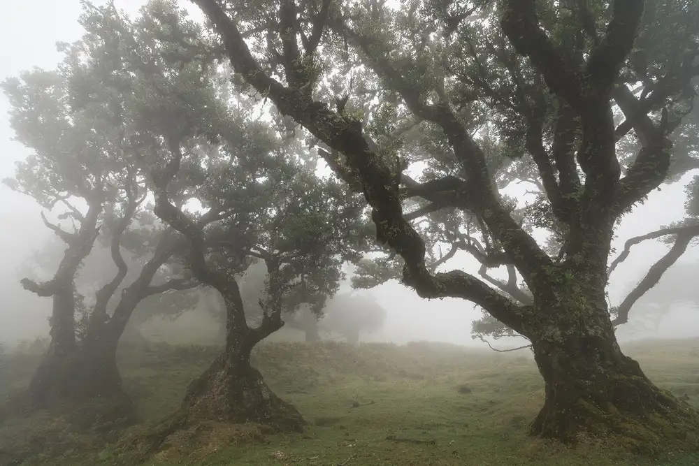 Wrobel, Karsten: Tre maghi