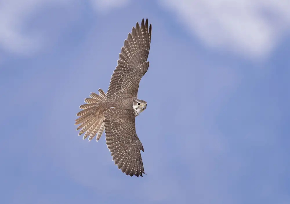 Barsh, Greg: Top of the avian food chain
