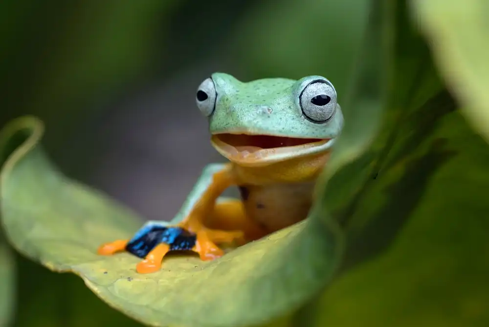 Oesin, Dikky: Green flying frog