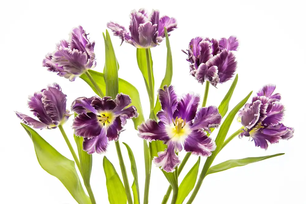 Parker, Jacky: Lebendiger Frühling
