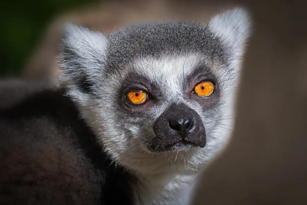 Sink, C. Jeffrey: Lemure del Madagascar