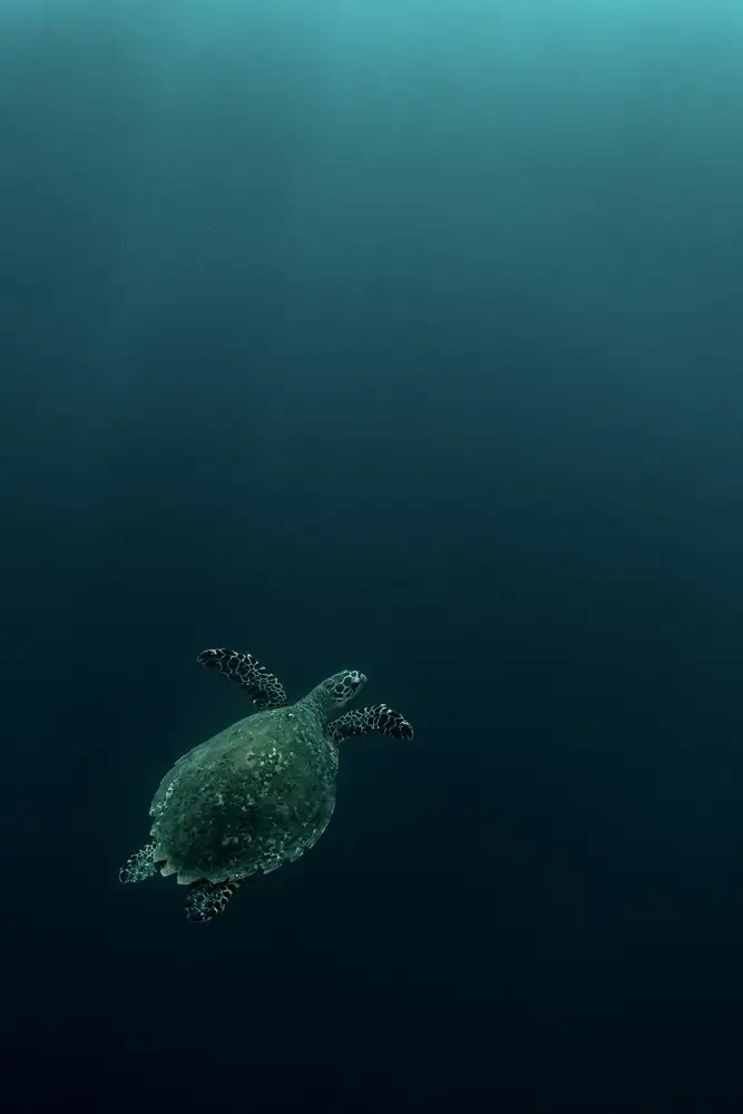 Melesan, Serge: La mouche de la Tortue imbriquée